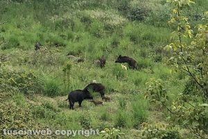 Viterbo - Gruppo di cinghiali a passeggio al semaforo di Belcolle