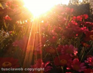 Fiori illuminati dal sole