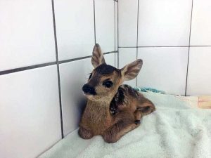 Il cucciolo di capriolo