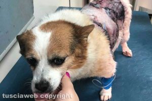 Oriolo Romano - Birba