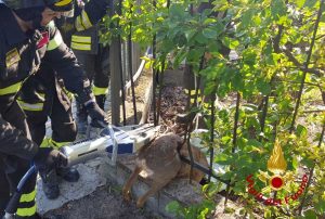 Pavia - I vigili del fuoco salvano un capriolo