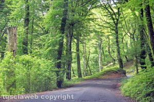 La strada del lago di Vico