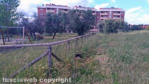 Viterbo - Erba alta a Ponte dell'Elce