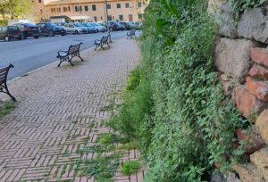 Erbacce a Montalto di Castro