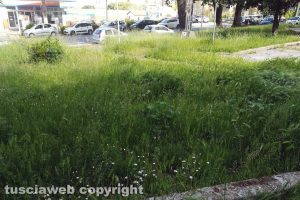 Viterbo - Le erbacce nel giardino di via Torino
