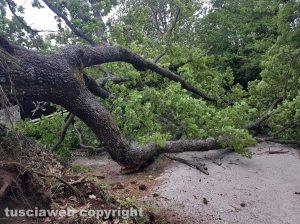 Viterbo - Albero crollato in strada Roncone