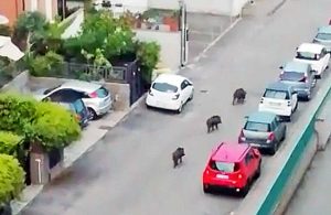 Viterbo - Cinghiali a Santa Barbara