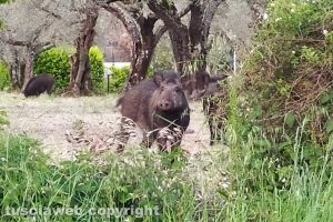 Viterbo - Cinghiali al parco delle Querce