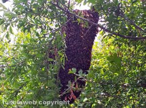 Vallerano - L'alveare