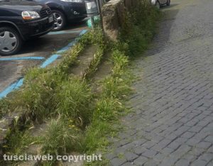 Viterbo - L'erba alta a piazza Dante