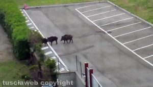 Viterbo - Cinghiali a Santa Barbara
