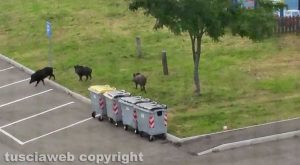 Viterbo - Cinghiali a Santa Barbara