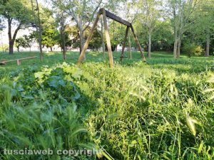 Viterbo - Erba alta al parco della Quercia