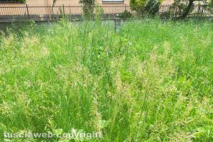 Viterbo - Erbacce al giardino alla Capretta