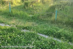 Viterbo - Erba alta a Pratogiardino Lucio Battisti