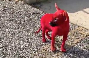 Il cane del rapper Valee dipinto di rosso