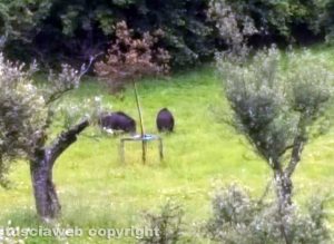 Viterbo - Santa Barbara - Cinghiali al Parco delle querce