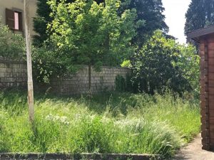 Erbacce ad Acquapendente