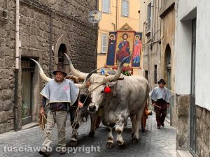 Viterbo - La processione del Santissimo Salvatore sfila per le vie del centro