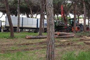 Montalto di Castro - I lavori alla pineta