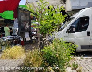 Viterbo - Erba alta al parcheggio del Sacrario