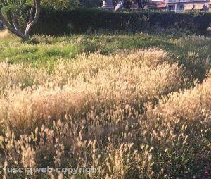 Viterbo - Erba alta a pratogiardino Lucio Battisti