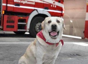 Milano - Il cane pompiere Ruben
