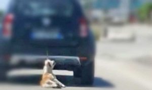 Barletta - Il cane trascinato dall'auto in corsa