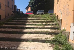 Viterbo - Erba nei pressi di piazza della Trinità