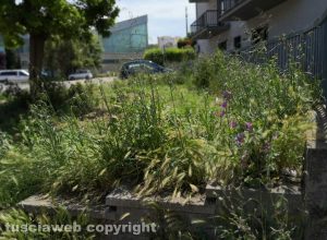 Viterbo - Erbacce al Murialdo