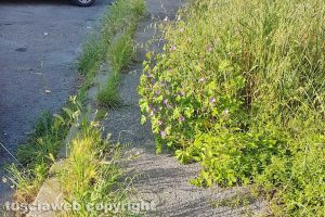 Viterbo - Le erbacce lungo il marciapiede di via Cimina