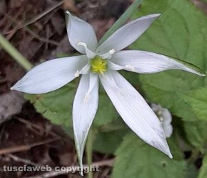 Star di Bach o fiore di Betlemme