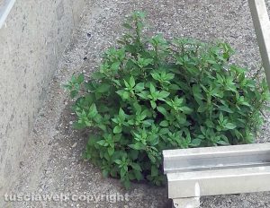 Viterbo - Il cimitero di Fastello nel degrado - Un tombino