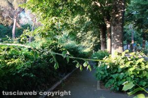 Viterbo - Erbacce in viale Trieste