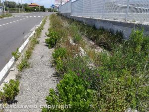 Viterbo - Erba alta a Ponte di Cetti