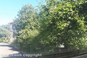 Viterbo - Segnaletica coperta dalla vegetazione in strada Montecchio