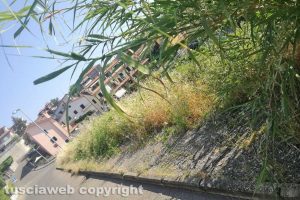 Montefiascone - Incuria lungo i marciapiedi di via Cavalieri Vittorio Veneto