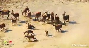 La corsa dei cervi verso l'acqua