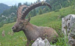 Stambecco delle Alpi
