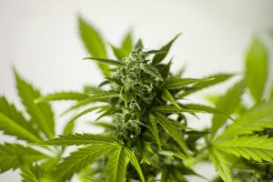 Cannabis