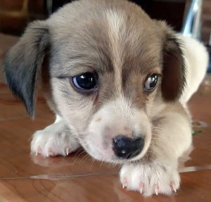 Acquapendente - Il cucciolo in cerca di casa