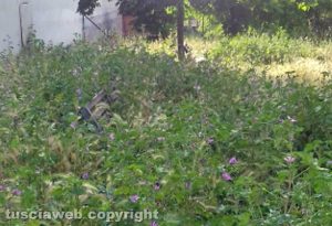 Viterbo - Panchina sommersa nei giardinetti di via A. Loppi