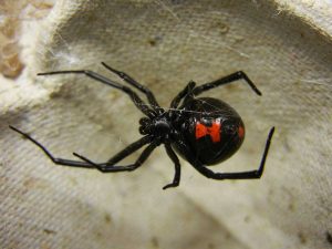 Una vedova nera