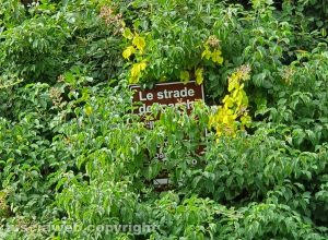 Viterbo - Un segnale coperto dalla vegetazione