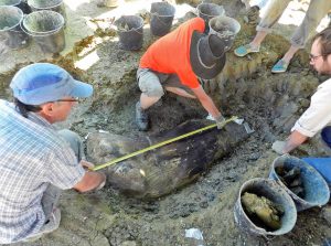 Francia - Scoperto un osso di dinosauro da 400 chili