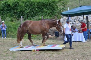 Viterbo - Progetto masterclass