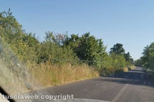 Sutri - Erba alta in via delle Cassie