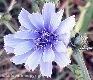 Il fiore della cicoria selvatica