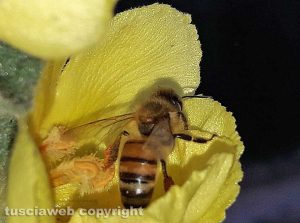 Ape mellifica su fiore di verbasco