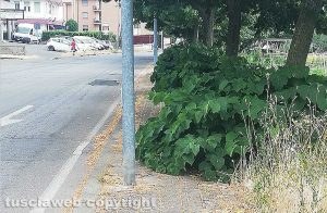 Viterbo - Sporcizia e degrado a Santa Barbara